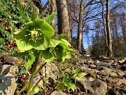14 Festa di fiori sui sentieri al Monte Zucco -Helleborus viridis (Elleboro verde)